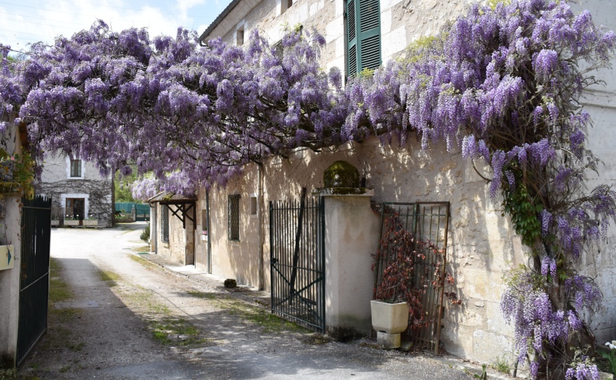 A lavender arch next to a home in Brantôme