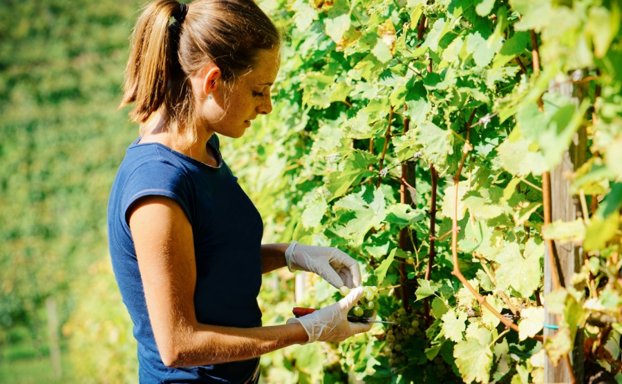 A woman gardening in a french garden