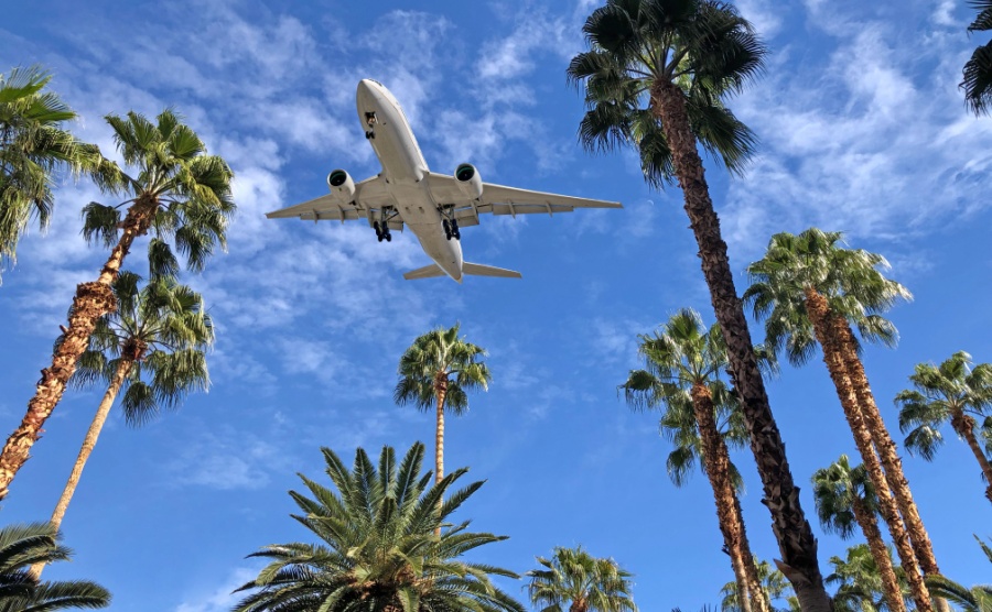 A plane flying over Florida palm trees